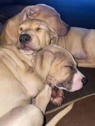 FREE puppies!! Black mouth cur/pitbull mix