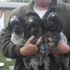 Black Cocker Spaniel Puppies