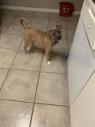 5 month old puppy for sale