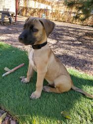 Black mouth cur puppy for grabs ...