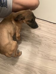 Black mouth cur serious inquires a new and good home for him.