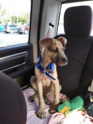 Black Mouth Cur Mix Puppy for sale
