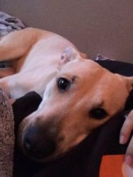 Bunny (Black mouth cur and lab mix)