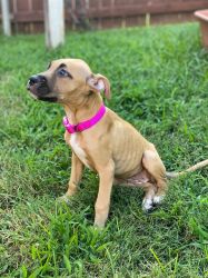 Very friendly Black Mouth Cur puppy