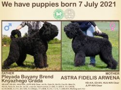 Black Russian Terrier puppies.