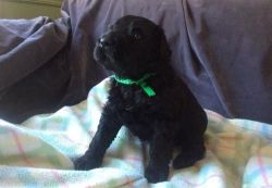 Black Russian Terrier puppies ready,