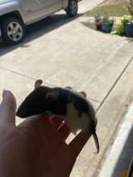 baby pet rats