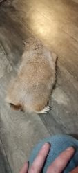 4 month Black tailed prairie dog