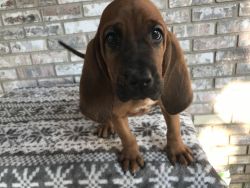 ROUGE red female bloodhound