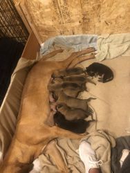 9 bloodhound puppies for sale