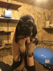 Bloodhound puppies for sale