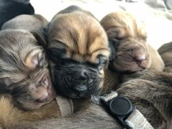 Bloodhound puppies!