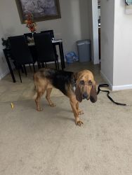 Full grown bloodhound