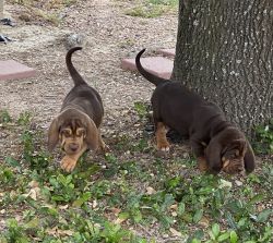 Bloodhound AKC