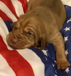 Bloodhound puppies for sell