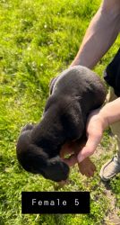 Purebred bloodhound puppies