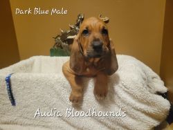 Akc bloodhounds