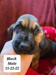 Bloodhound puppies born 9/28/22