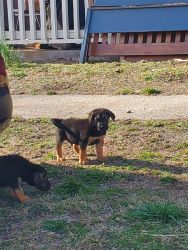Bloodhound and german shepherd