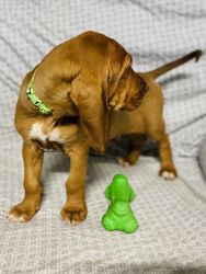 AKC Bloodhound Puppies