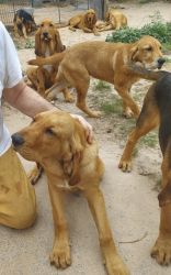 Labloodhound Puppies FREE