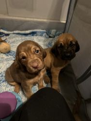 AKC Bloodhound puppies for sale