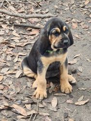 Bloodhound puppies looking for a new home