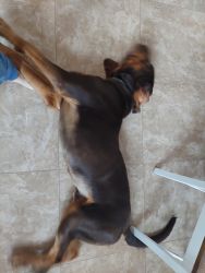 Full blooded male bloodhound