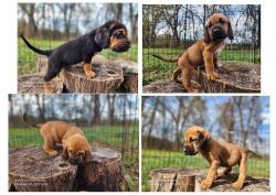 Sassy's Fall 2023 Bloodhound Puppies