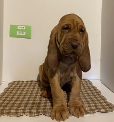 Purebred Bloodhound puppies 5 left parent onsite