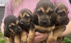 AKC bloodhound pups!