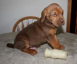 Bloodhound Puppies for sale