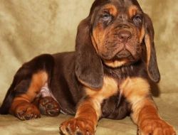 Green Collar Bloodhound puppies for sale