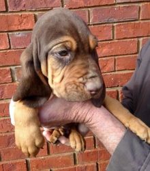 Livermale AKC Bloodhound puppies for sale