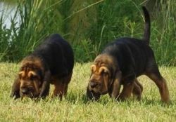 Great Male/Female Bloodhound puppies