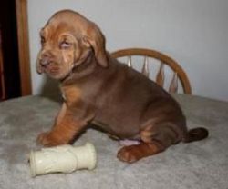 Adorable Male/Female Bloodhound Puppies.