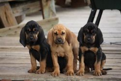 Gorgeous Bloodhound Pups For Sale. (xxx) xxx-xxx7