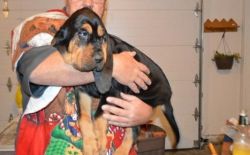 Very Intelligent Bloodhound Puppies For Sale Now