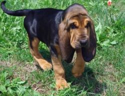 Gorgeous Bloodhound puppies Ready To Go