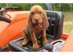 Bloodhound puppies available