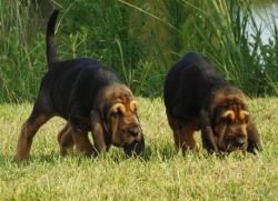 Two Gorgeous Bloodhound Puppies For Sale
