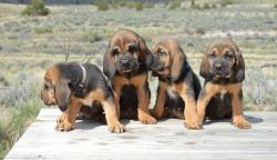 Lovely AKC Bloodhound Puppies