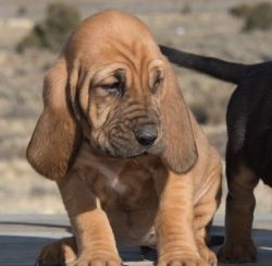 Beautiful Bloodhound Puppies