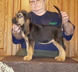 Male And Female Bloodhound Puppies For Sale