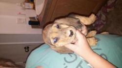 Lovely Male/Female Bloodhound puppies