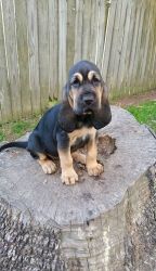 Lovely Akc Bloodhound Puppies. Text xxx-xxx-xxxx