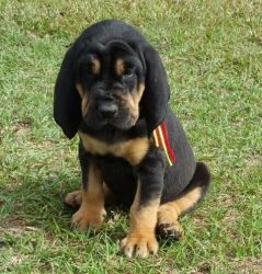 AKC Bloodhound Puppies for Sale