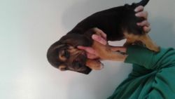 akc Bloodhound puppies