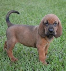 akc registered bloodhound puppy