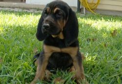 Nice Looking Bloodhound Puppies For Sale